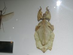 -上海昆虫博物馆