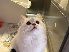 -猫大福·Fortune Cat猫舍(百子湾店)