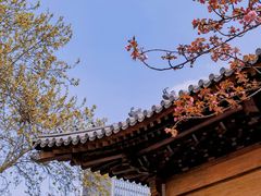 -西安大兴善寺