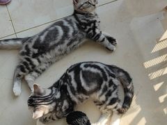 -关爱宠物医院·猫科中心·消化科(滨湖万达分院)