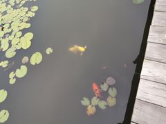 -微山湖红荷湿地景区