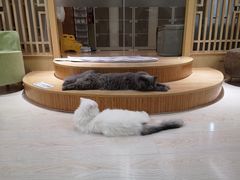 -猫和宫(六道口店)