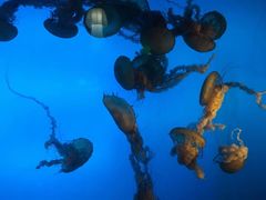 -太平洋海底世界