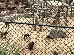 -北京野生动物园