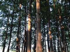 -上海共青森林公园