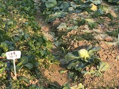 -新塘水果乐园(东洲大道店)