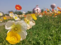 -歌斐颂巧克力小镇