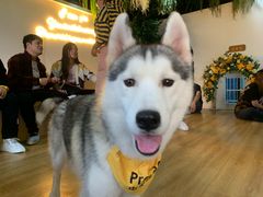 -Husky Go! 哈士奇体验馆·宠物咖啡厅狗咖