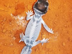 -酷以爬仙阁实体爬宠店·守宫·蜥蜴·专业繁育