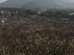 -香雪海