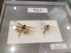 -上海昆虫博物馆