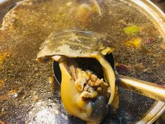 裙边-甲鱼火锅(北村小区店)