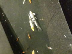 -上海静安洲际酒店