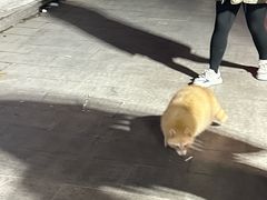 -中环花鸟鱼虫市场