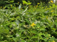 -黑龙江省森林植物园