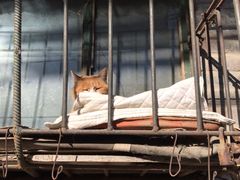 -大益烤鸡