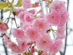 -天适樱花悠乐园