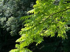 -上海共青森林公园