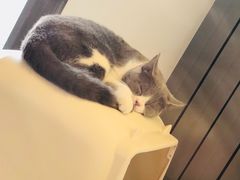 -猫大福·Fortune Cat猫舍(百子湾店)