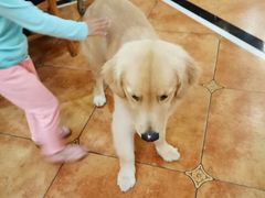 -more than meow吴止猫主题餐厅(承德 中船汇店)