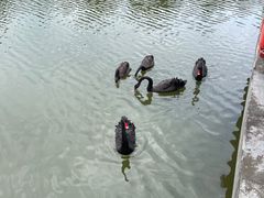 -福建鲤鱼洲酒店