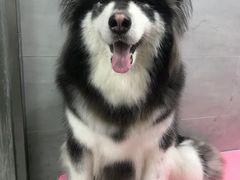 -宠福鑫康馨动物医院·骨科·眼科
