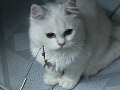 -咕噜咕噜宠物医院·CT·肿瘤科·骨科(前海院)