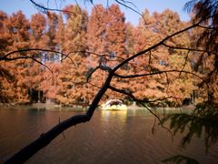 -上海海湾国家森林公园