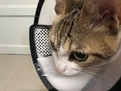 -瑞派康怡24h宠物医院·犬猫医疗中心·微创绝育(瑞景分院)