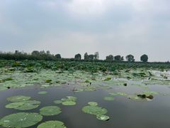-白洋淀景区