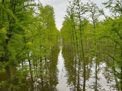 -上海海湾国家森林公园