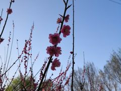-中国唐苑