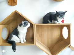 -Catmate·猫肥家润(金润铂宫店)