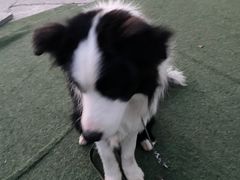 -宠物寄养训练学校