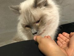 -浣熊柯尔鸭土拨鼠·电玩咖