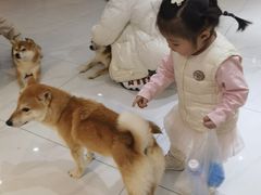 -柴源莊·柴小宠柴犬咖啡