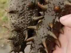 -老尹家海参·海参伴面(阿里山路店)