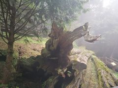 -阿里山神木遗迹