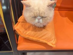 -豆逗聊愈猫阁Easy Life