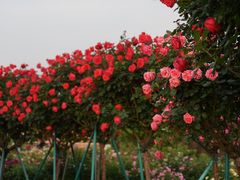 -上海辰山植物园