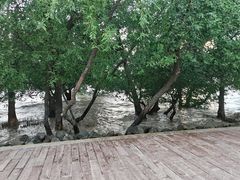 -宝安西湾红树林湿地公园