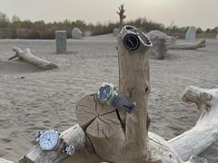 -金塔沙漠胡杨林景区