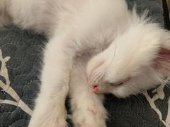 -平行世界·猫咖(首经贸店)