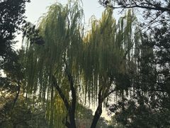 -秋霞圃
