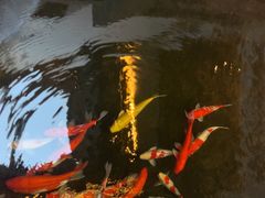 -鲤院·新中式美学·庭院餐厅(夫子庙店)