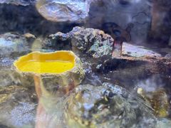 -海南热带野生动植物园