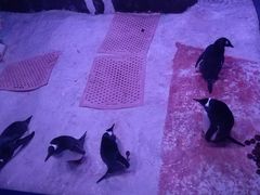 -暹罗海洋世界