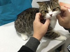 -创凡宠物医院·骨专科  猫科中心(西乡分院)