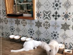 -猫小主咖啡·猫咖cat cafe(福田店)