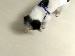-波姐宠物家庭寄养